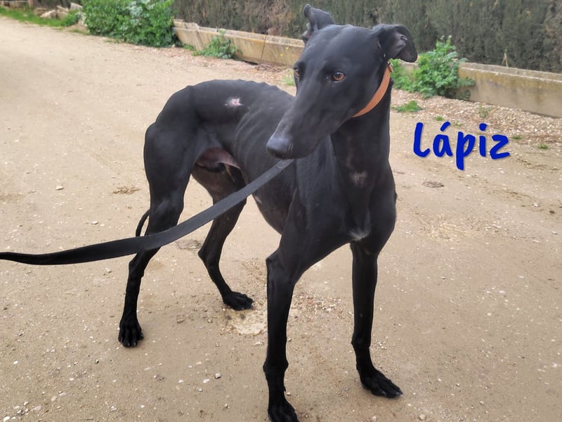 Lápiz 09/2023 (ESP) - freundlicher und athletischer, hübscher Galgo!