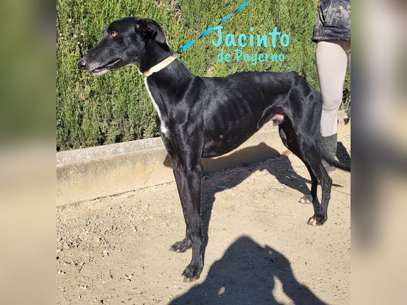Jacinto de Payerno 03/2021 (ESP) - unglaublich hübscher, lieber Galgo!