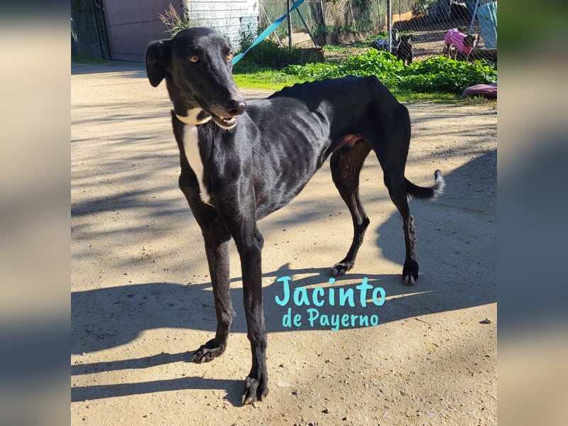 Jacinto de Payerno 03/2021 (ESP) - unglaublich hübscher, lieber Galgo!