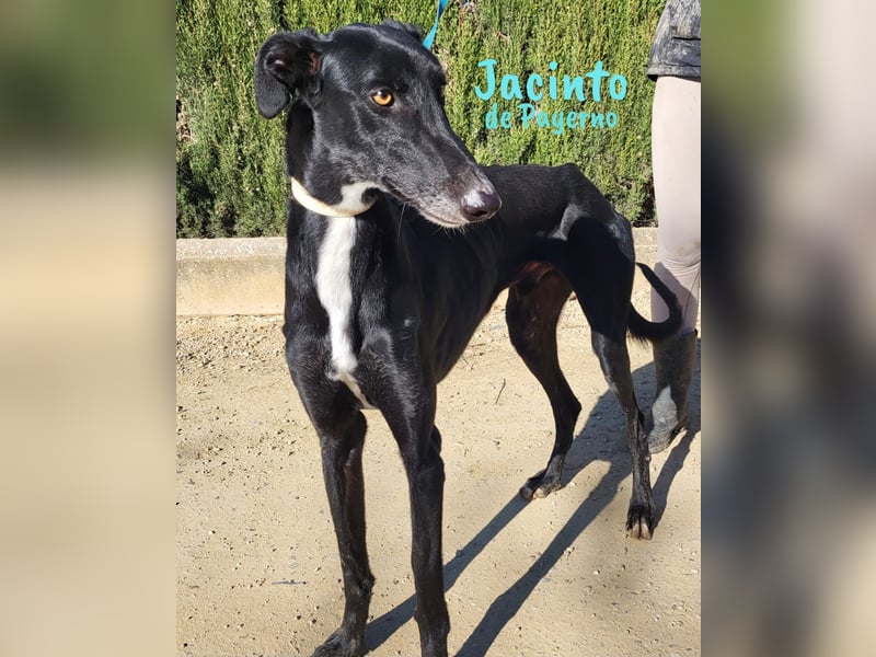 Jacinto de Payerno 03/2021 (ESP) - unglaublich hübscher, lieber Galgo!