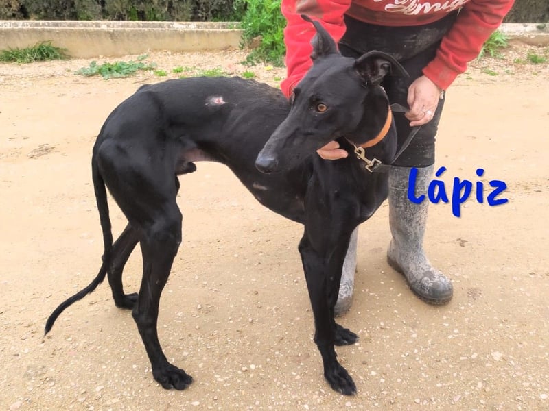 Lápiz geb. 09/2023 (ESP) - freundlicher und athletischer, hübscher Galgo!