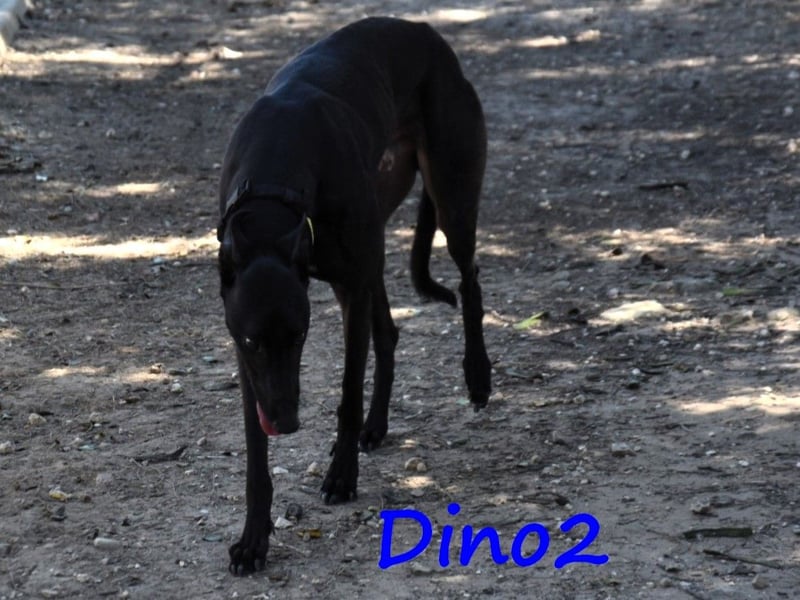 Dino2 03/2022 (ESP) - sehr verschmuster, aufgeschlossener und neugieriger Galgo Ingles!