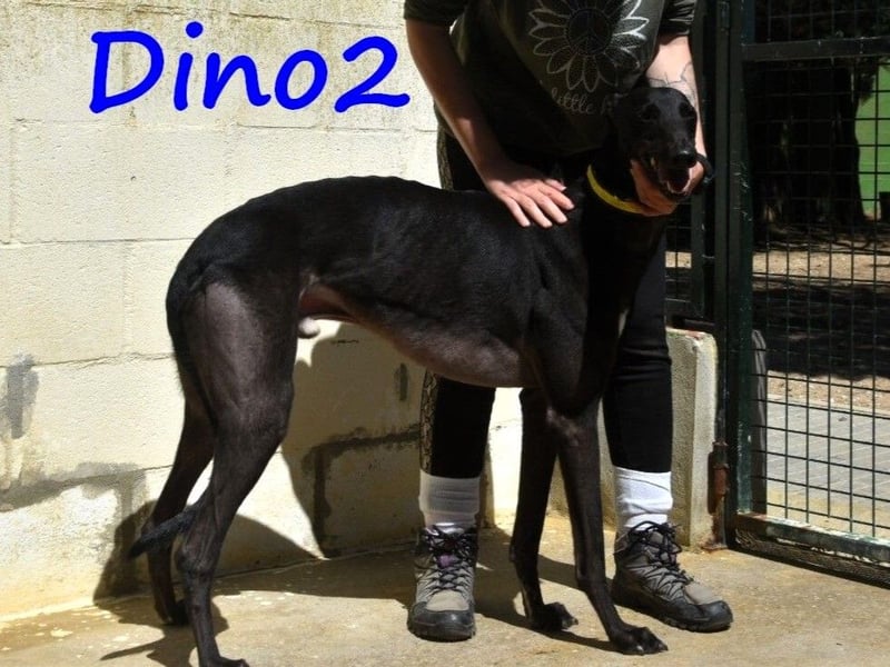 Dino2 03/2022 (ESP) - sehr verschmuster, aufgeschlossener und neugieriger Galgo Ingles!