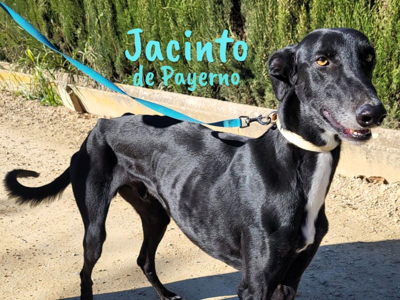 Jacinto de Payerno 03/2021 (ESP) - unglaublich hübscher, lieber Galgo!