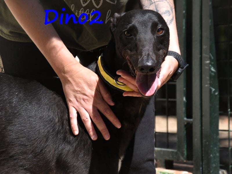 Dino2 geb. 03/2022 (ESP) - sehr verschmuster, aufgeschlossener und neugieriger Galgo Ingles!