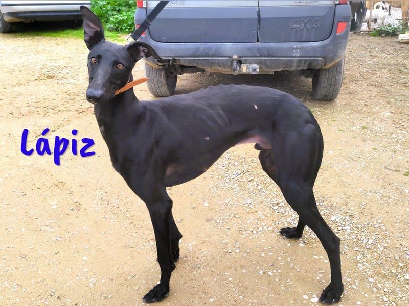 Lápiz geb. 09/2023 (ESP) - freundlicher und athletischer, hübscher Galgo!