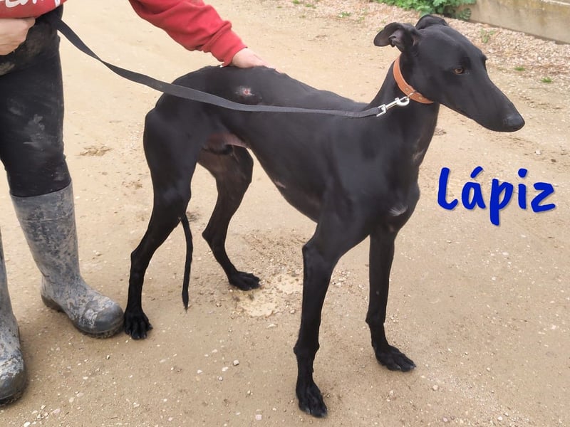 Lápiz 09/2023 (ESP) - freundlicher und athletischer, hübscher Galgo!