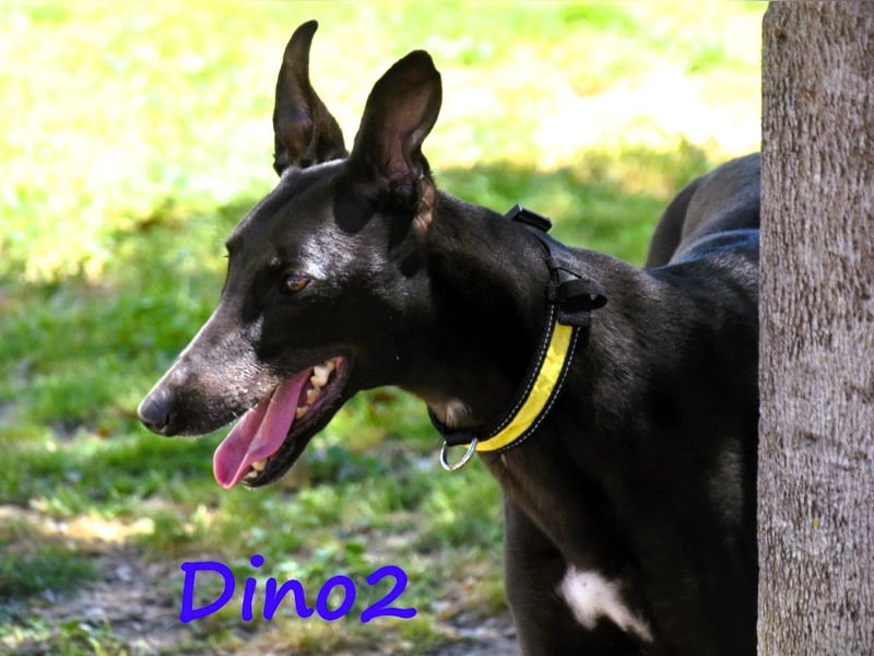 Dino2 03/2022 (ESP) - sehr verschmuster, aufgeschlossener und neugieriger Galgo Ingles!