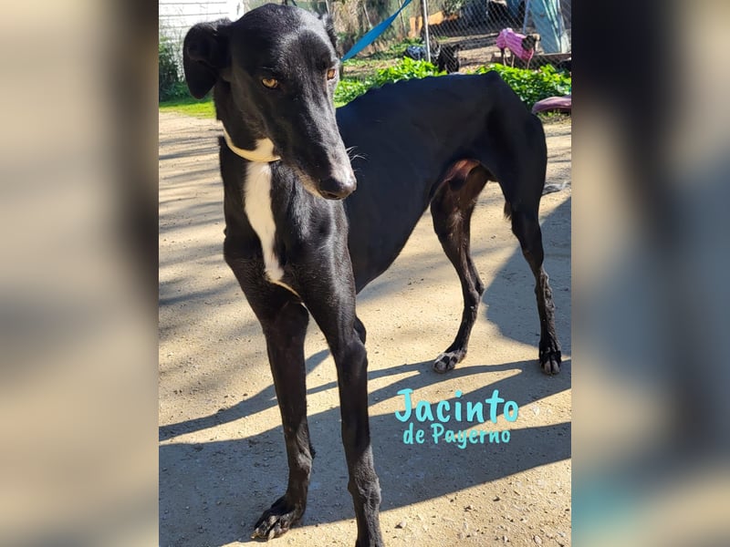 Jacinto de Payerno 03/2021 (ESP) - unglaublich hübscher, lieber Galgo!