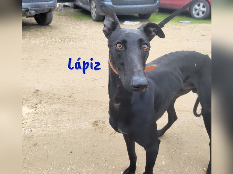 Lápiz 09/2023 (ESP) - freundlicher und athletischer, hübscher Galgo!