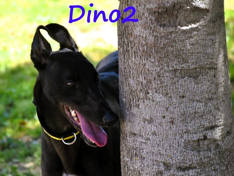 Dino2 03/2022 (ESP) - sehr verschmuster, aufgeschlossener und neugieriger Galgo Ingles!