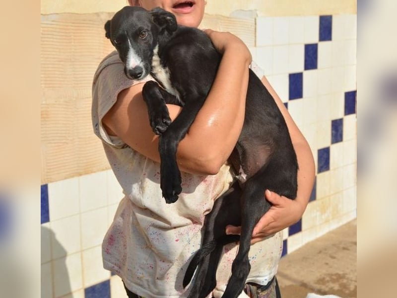 Manjo, freundlich-verspielter aufgeschlossener Galgojunge