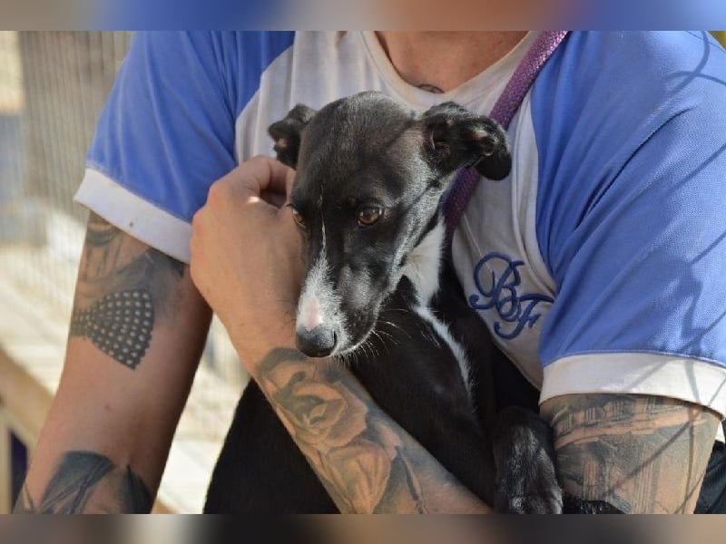 Manjo, freundlich-verspielter aufgeschlossener Galgojunge