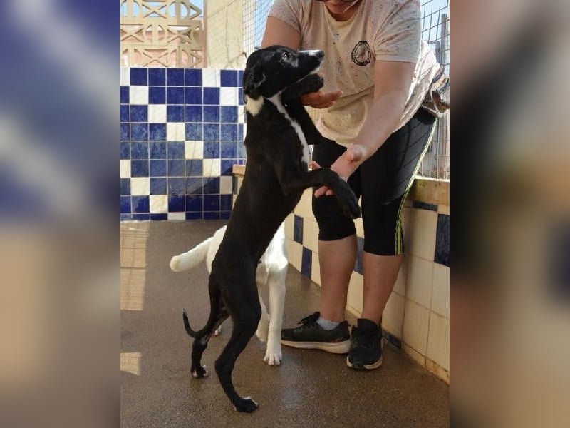 Manjo, freundlich-verspielter aufgeschlossener Galgojunge