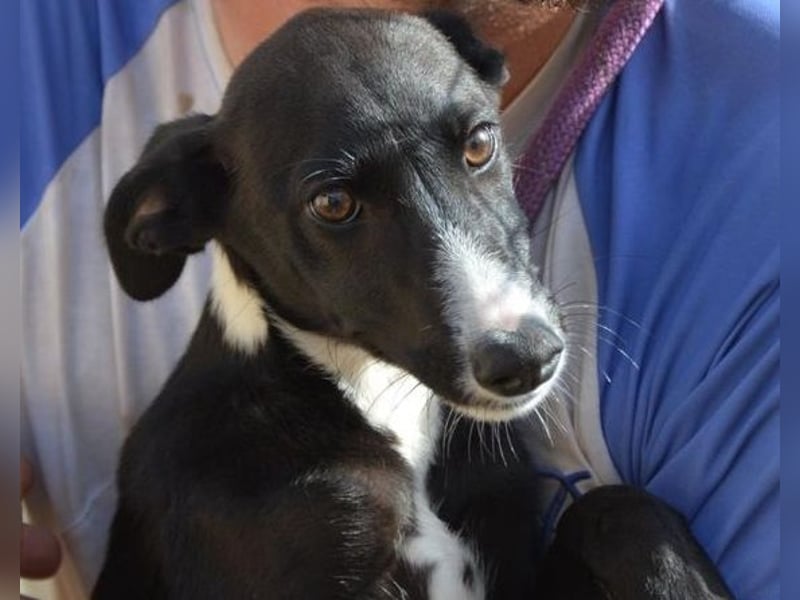 Manjo, freundlich-verspielter aufgeschlossener Galgojunge