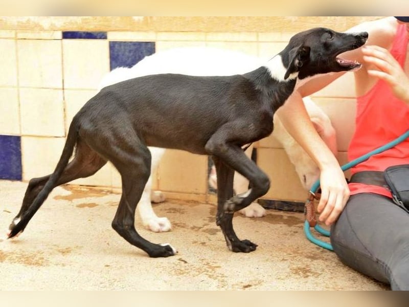 Manjo, freundlich-verspielter aufgeschlossener Galgojunge