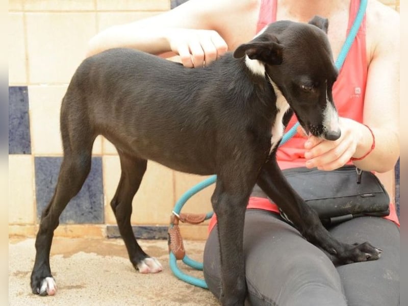 Manjo, freundlich-verspielter aufgeschlossener Galgojunge