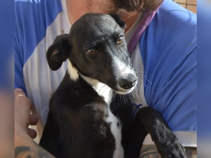 Manjo, freundlich-verspielter aufgeschlossener Galgojunge