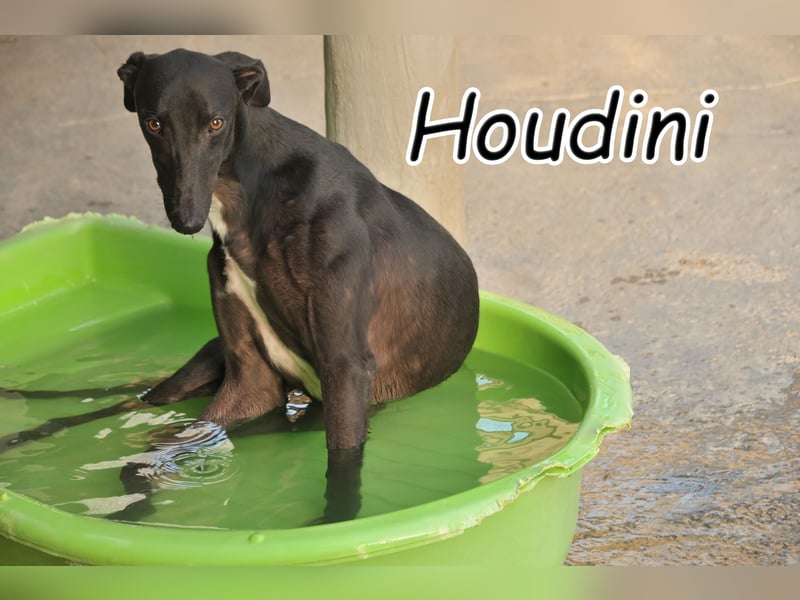 Bringen Sie Houdini weitere Zaubertricks bei?