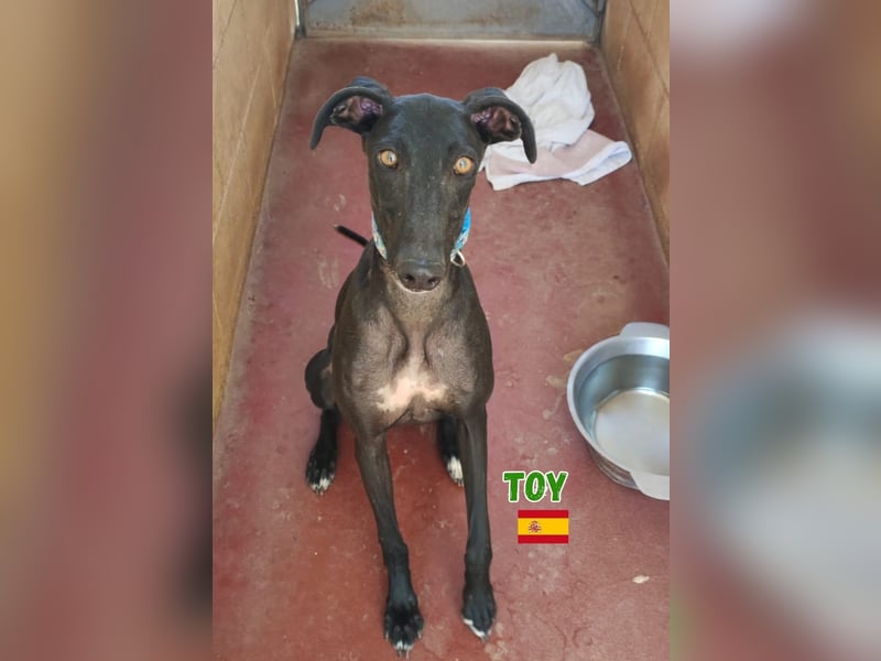 Toy,geb.04/24,fröhlicher Galgo sucht seine Familie