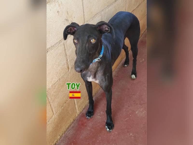 Toy,geb.04/24,fröhlicher Galgo sucht seine Familie
