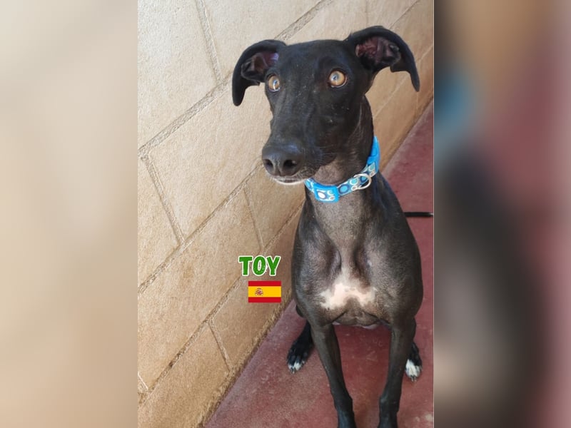 Toy,geb.04/24,fröhlicher Galgo sucht seine Familie