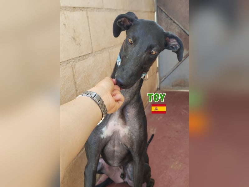 Toy,geb.04/24,fröhlicher Galgo sucht seine Familie