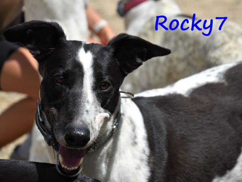 Rocky7 02/2023 (ESP) - sozialer, freundlicher und verschmuster Galgo!