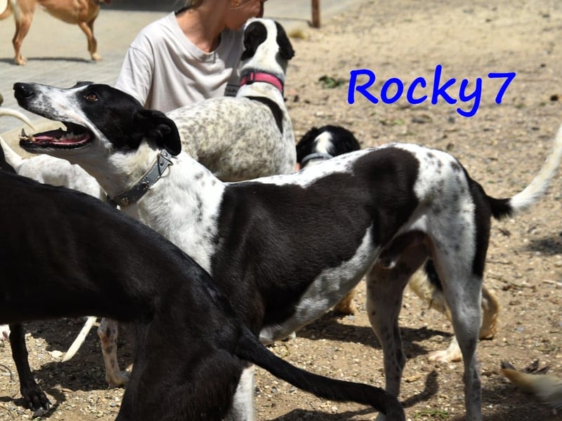 Rocky7 02/2023 (ESP) - sozialer, freundlicher und verschmuster Galgo!
