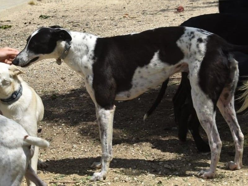 Rocky7 02/2023 (ESP) - sozialer, freundlicher und verschmuster Galgo!