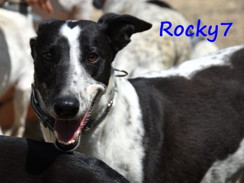 Rocky7 02/2023 (ESP) - sozialer, freundlicher und verschmuster Galgo!