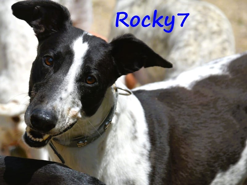 Rocky7 02/2023 (ESP) - sozialer, freundlicher und verschmuster Galgo!