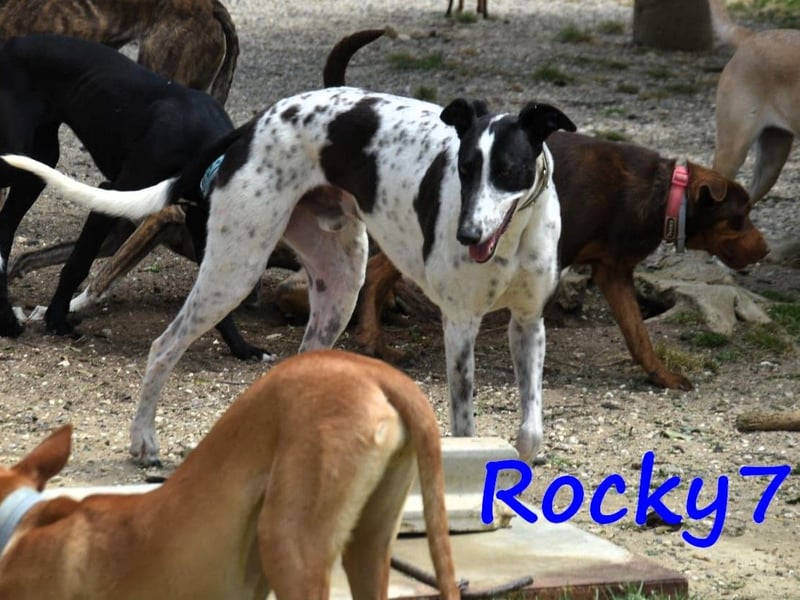 Rocky7 02/2023 (ESP) - sozialer, freundlicher und verschmuster Galgo!
