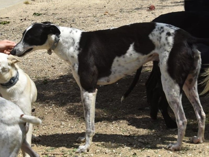 Rocky7 02/2023 (ESP) - sozialer, freundlicher und verschmuster Galgo!