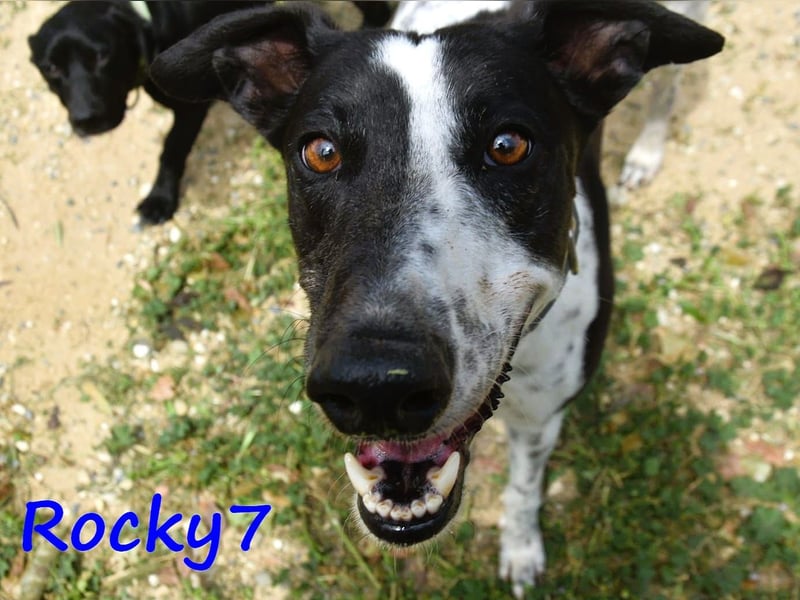 Rocky7 02/2023 (ESP) - sozialer, freundlicher und verschmuster Galgo!