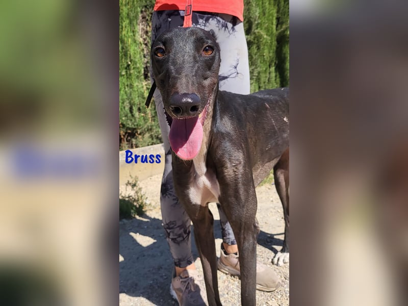 Bruss 01/2023 (ESP) -ein Traumgalgo!