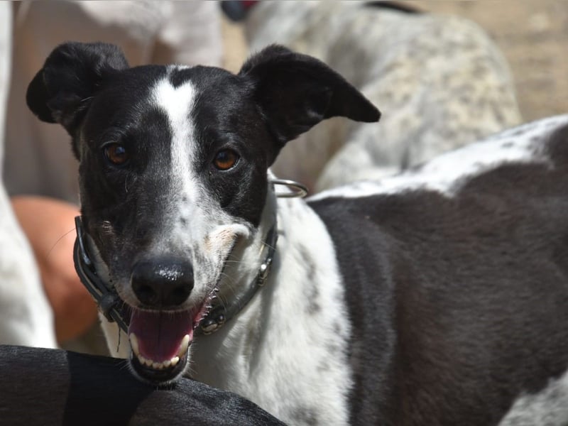 Rocky7 02/2023 (ESP) - sozialer, freundlicher und verschmuster Galgo!