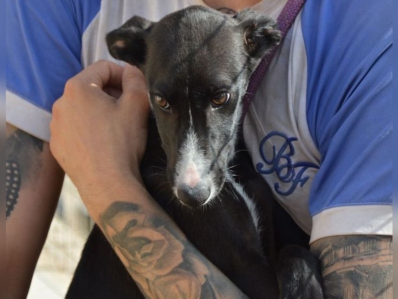 Manjo, freundlich-verspielter aufgeschlossener Galgojunge