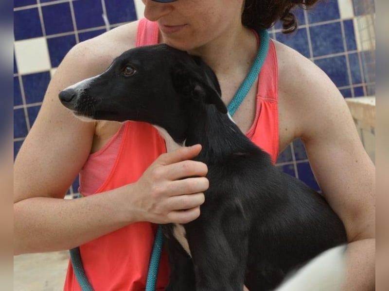 Manjo, freundlich-verspielter aufgeschlossener Galgojunge