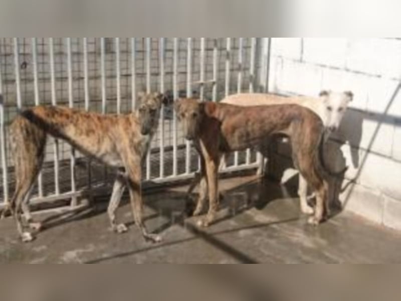 Keylon sucht sein Für-Immer-Zuhause