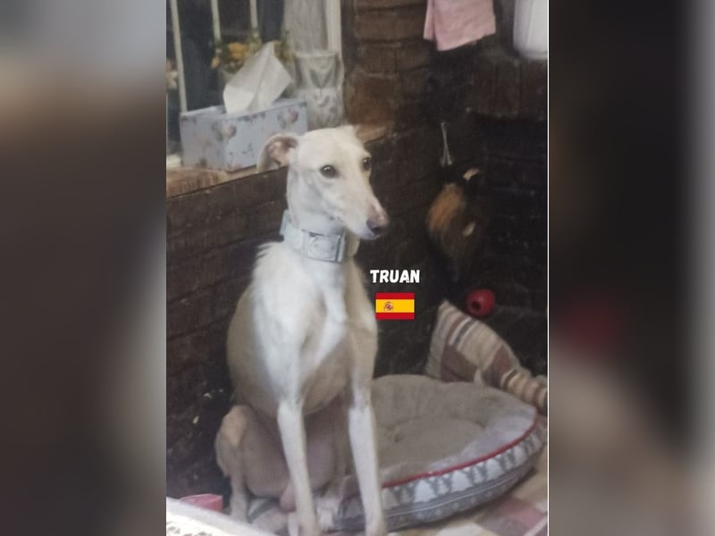 Truan,geb.05/23,schüchtener Galgo sucht seine Familie