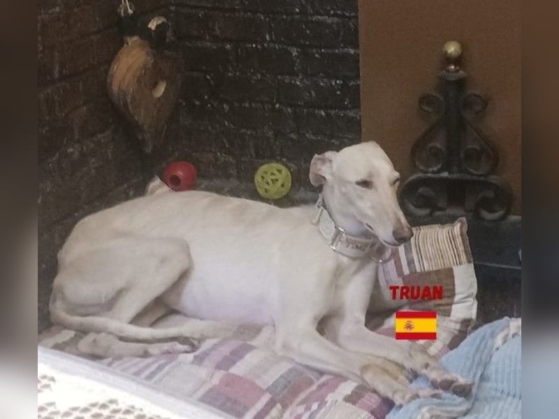 Truan,geb.05/23,schüchtener Galgo sucht seine Familie