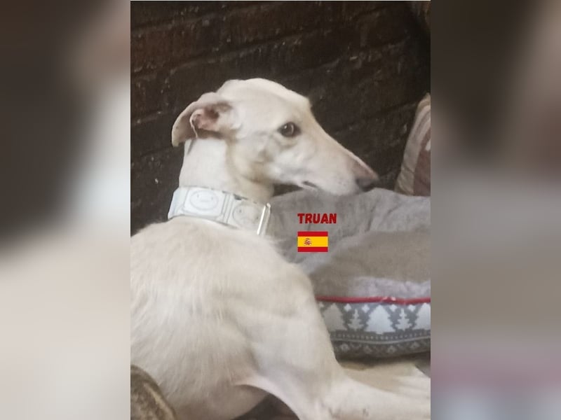 Truan,geb.05/23,schüchtener Galgo sucht seine Familie