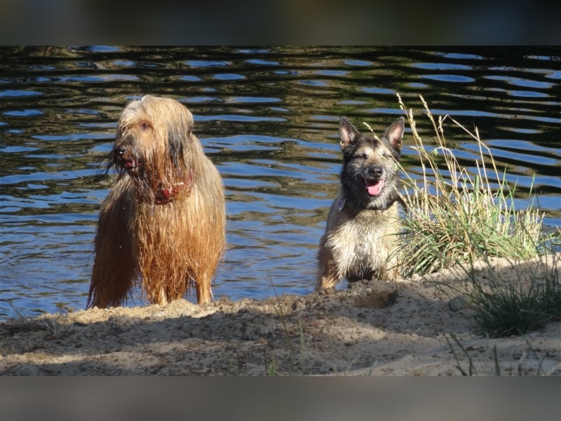 Gassi Service, Dogwalker, Gassi gehen, Hundesitter, Dogwalking