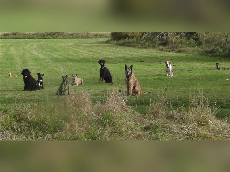 Gassi Service, Dogwalker, Gassi gehen, Hundesitter, Dogwalking