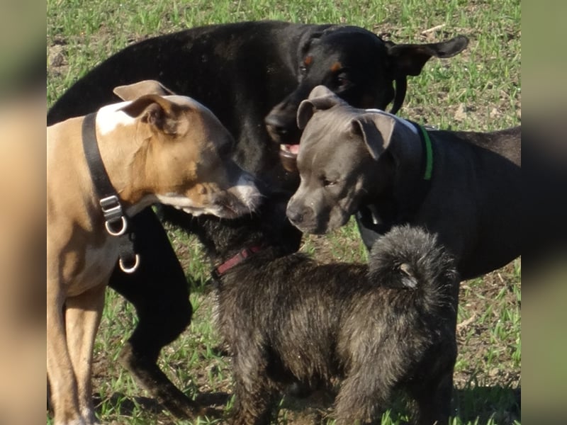 Gassi Service, Dogwalker, Gassi gehen, Hundesitter, Dogwalking