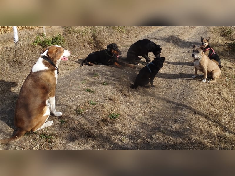 Gassi Service, Dogwalker, Gassi gehen, Hundesitter, Dogwalking