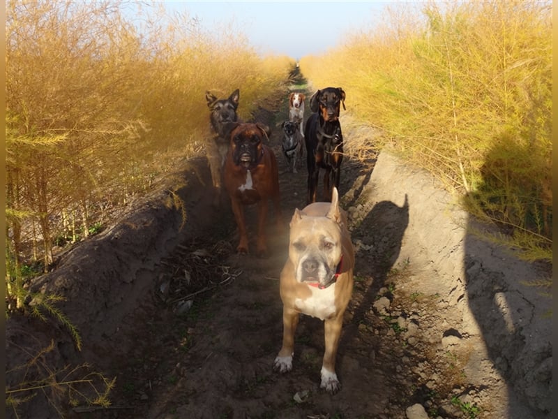 Gassi Service, Dogwalker, Gassi gehen, Hundesitter, Dogwalking