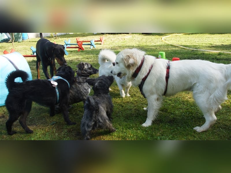 Gassi Service, Dogwalker, Gassi gehen, Hundesitter, Dogwalking