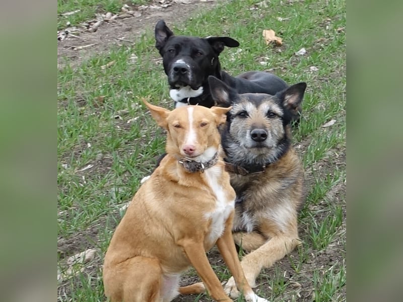 Gassi Service, Dogwalker, Gassi gehen, Hundesitter, Dogwalking